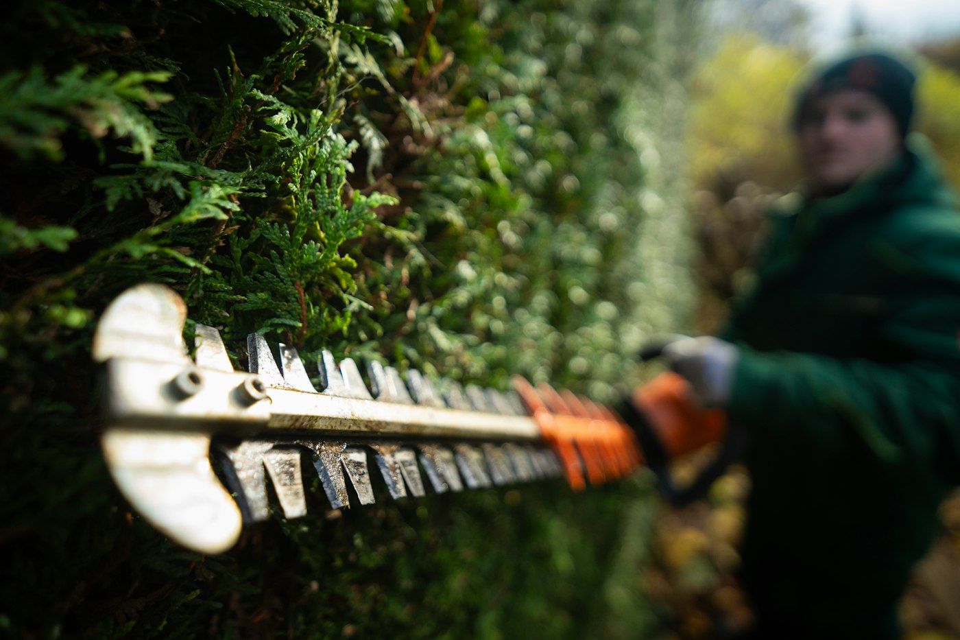Crew member trimming a tall evergreen hedge by hand with a hedge trimmer