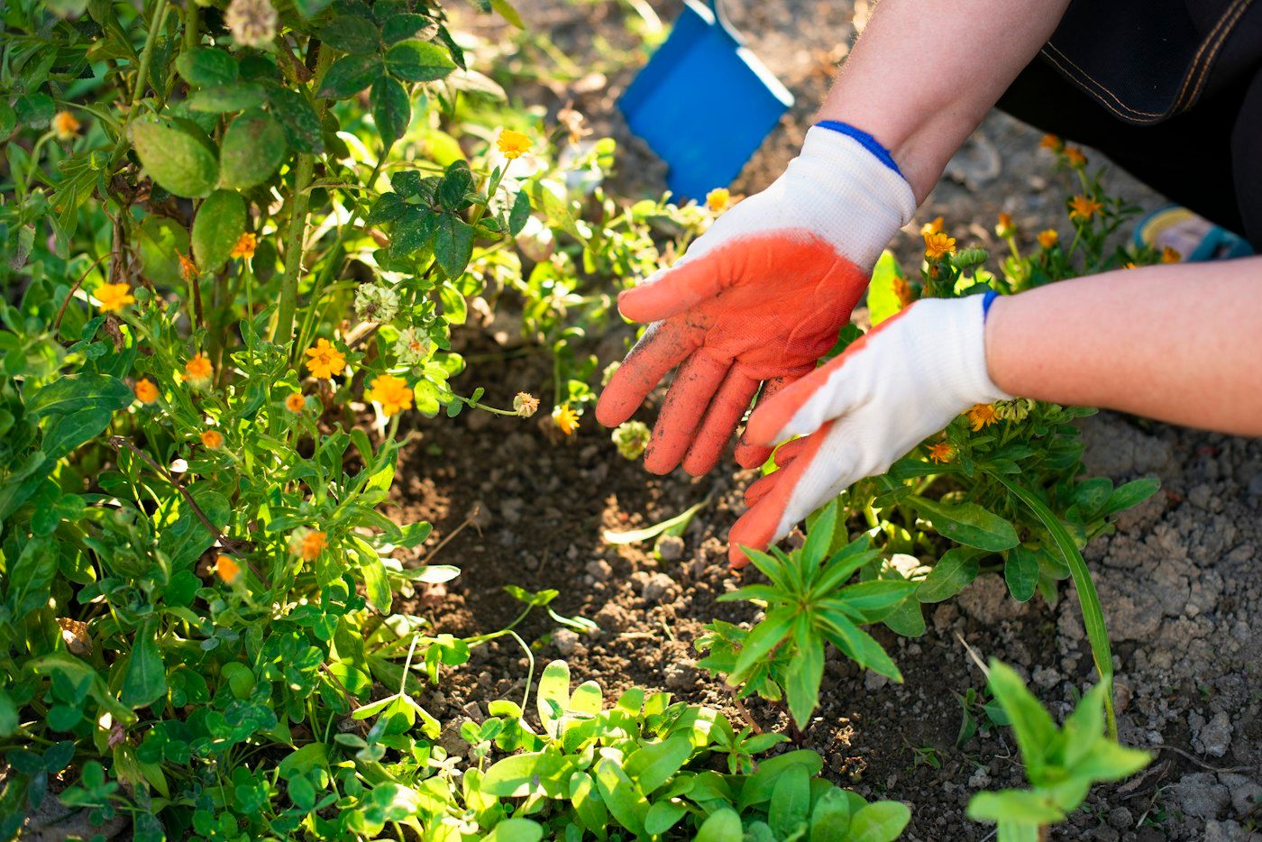 Gloved hands setting a young perennial into a planting bed
