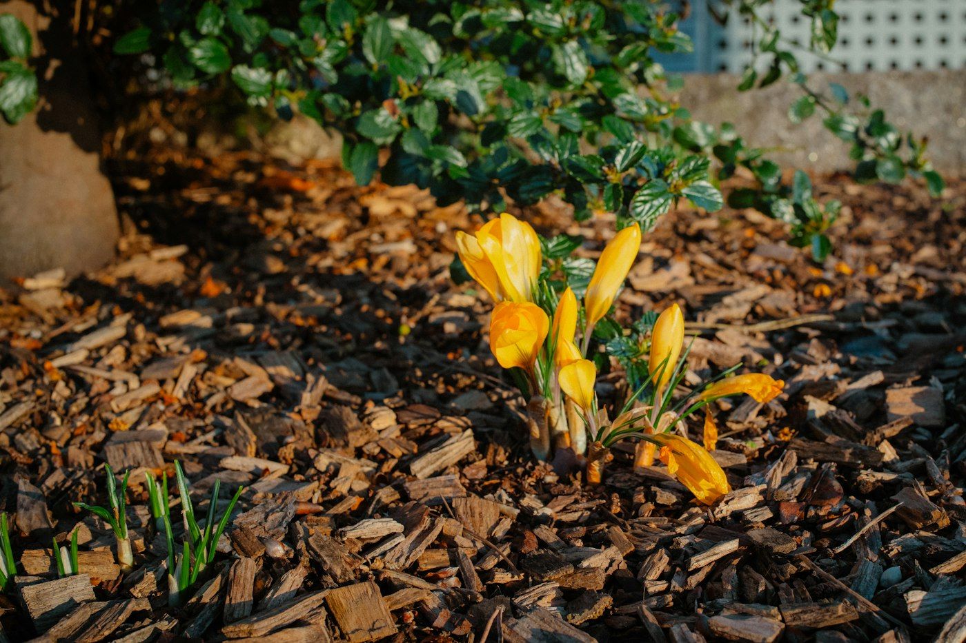 Yellow crocus coming up through fresh hardwood mulch