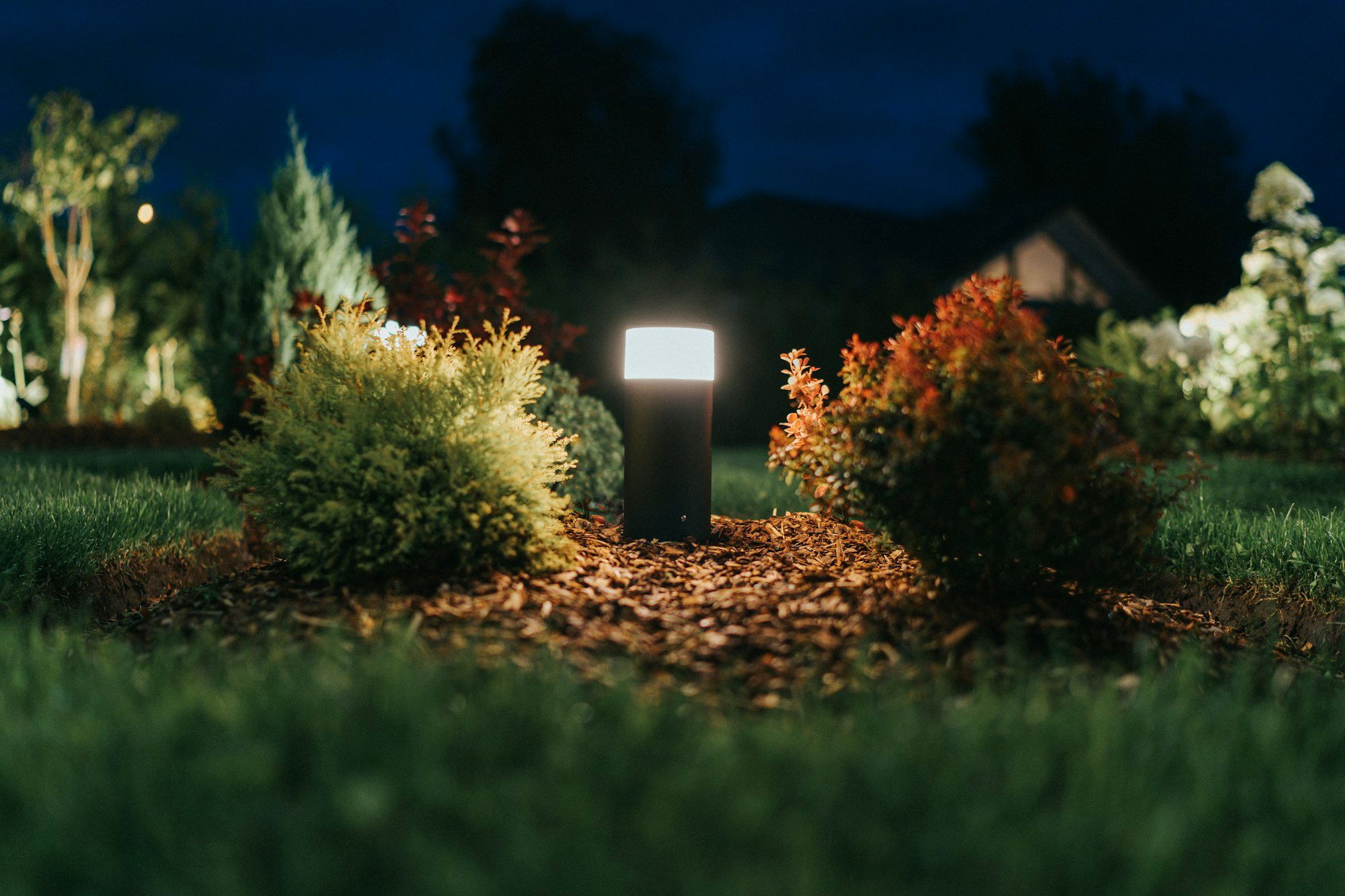 Low bollard light glowing between two shrubs at dusk