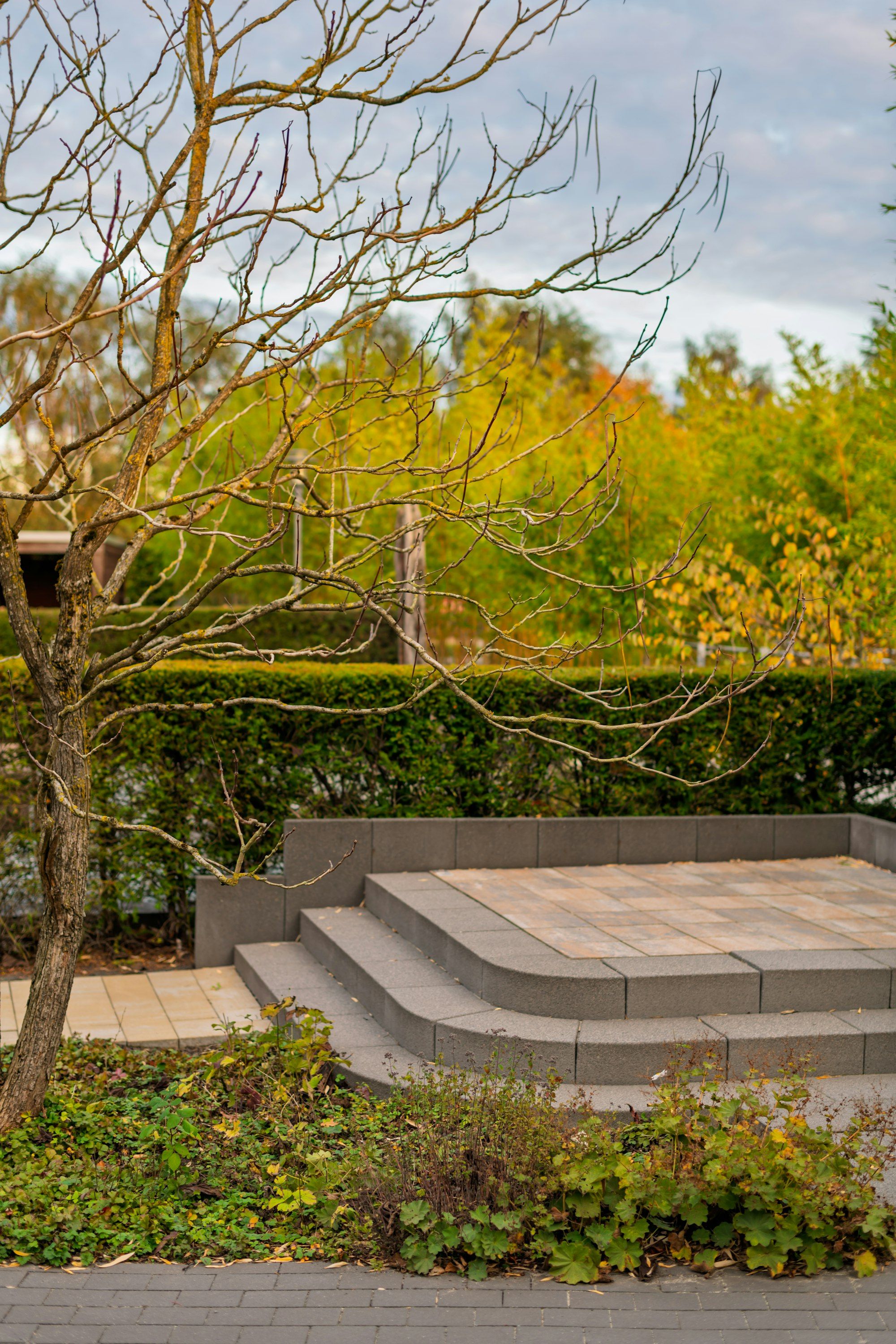 Wide concrete paver steps rising to a raised landing beside a hedge