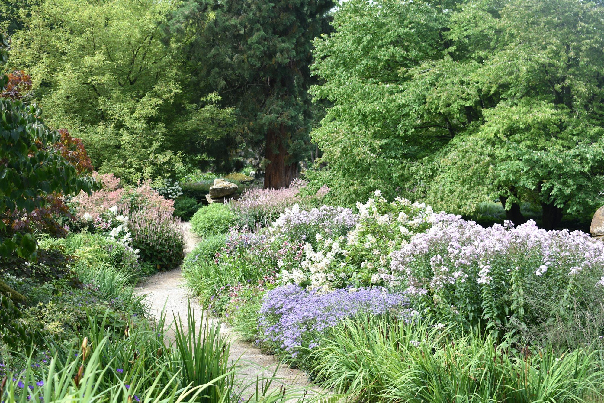 Flagstone path winding through white and lavender perennial beds
