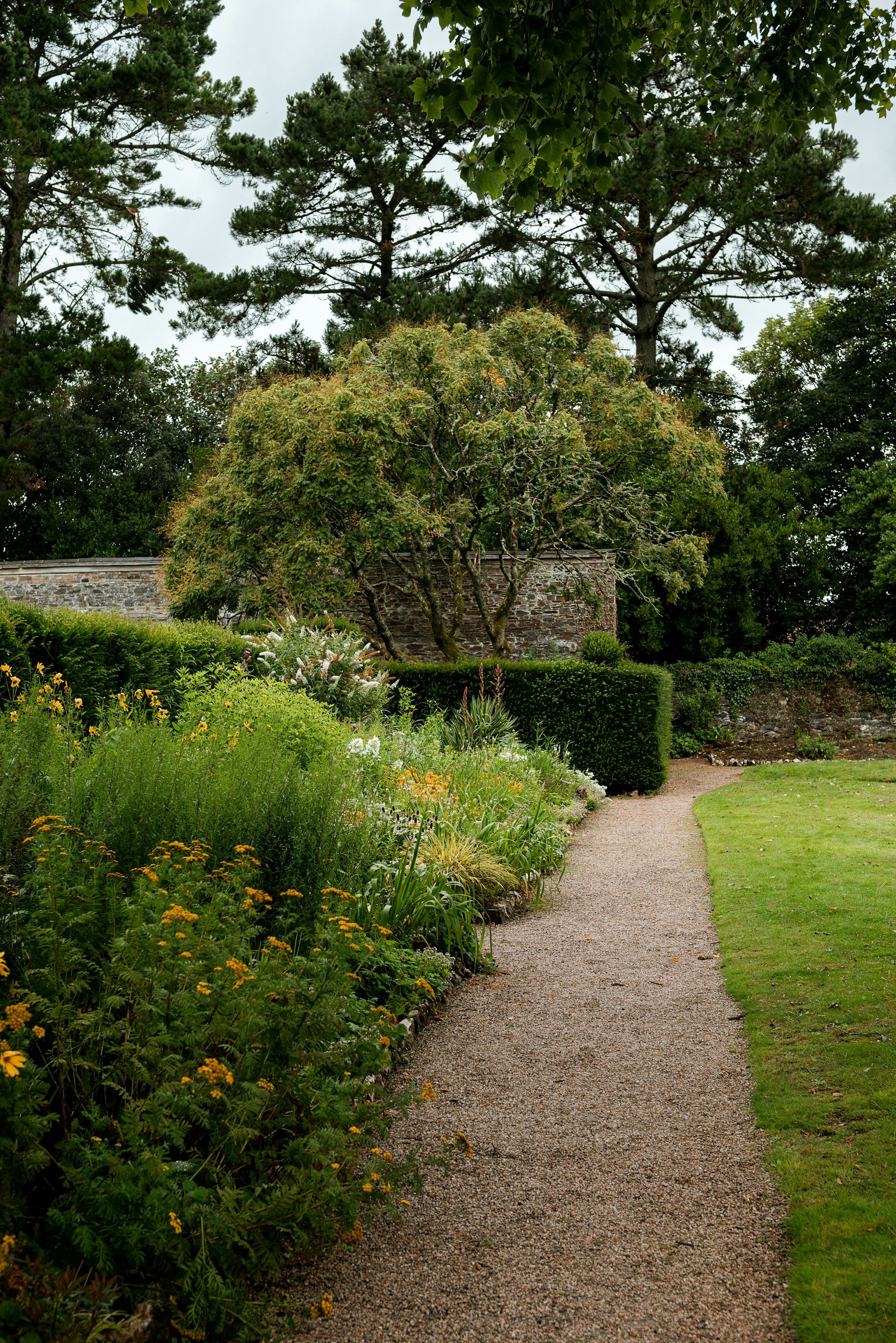 Gravel path running between a planted border and lawn under tall pines
