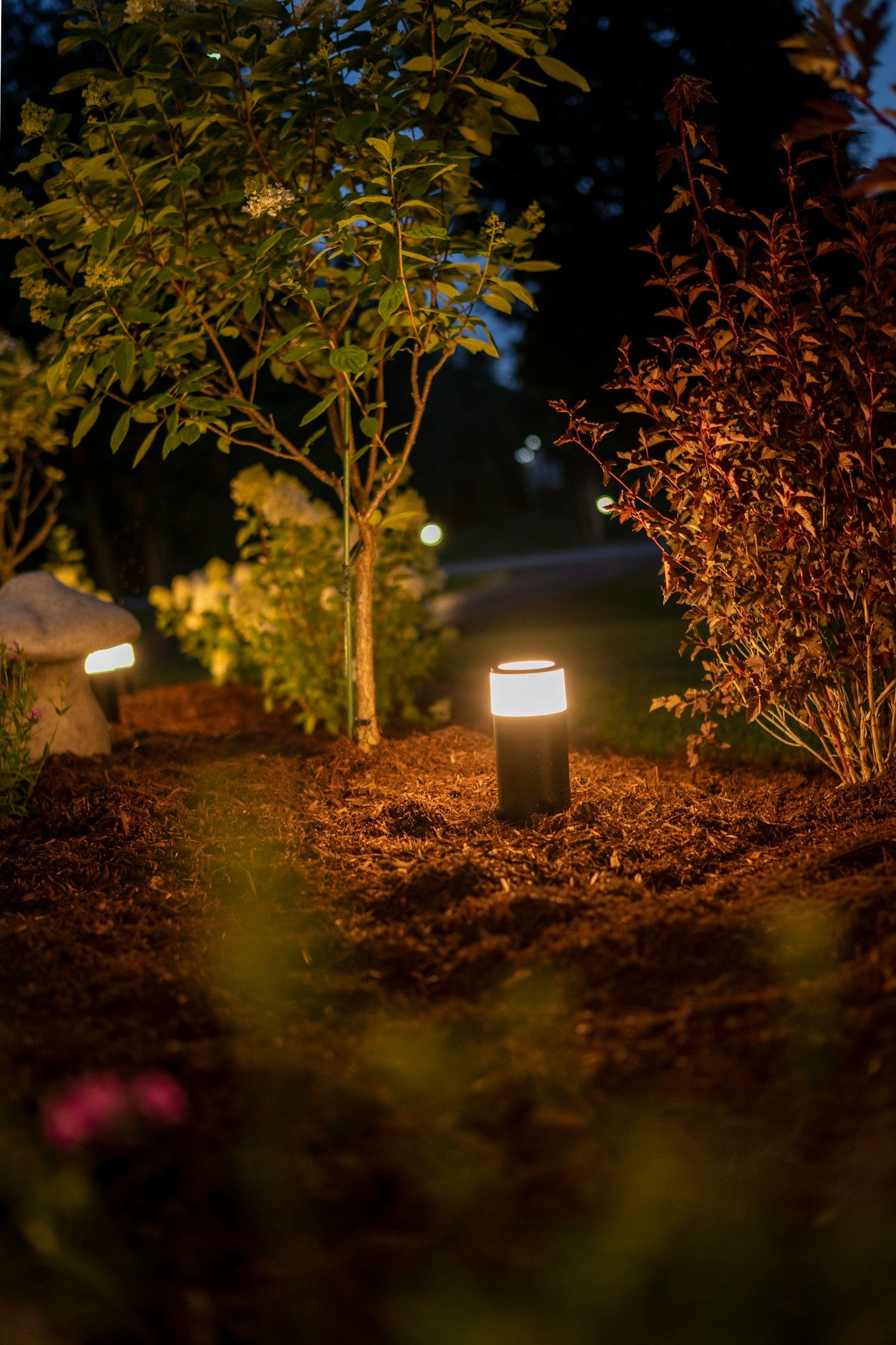 Low path light glowing in a mulched bed beside young trees at night