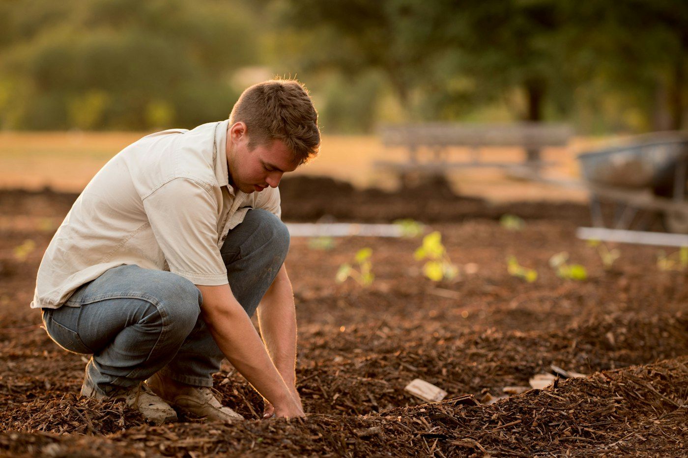 Crew member kneeling to plant seedlings in a freshly mulched bed in warm evening light